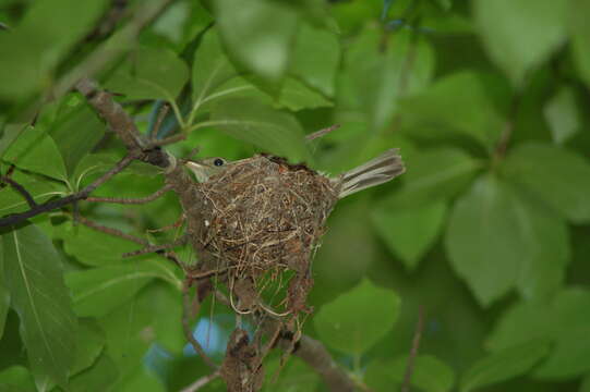 Image of Acadian Flycatcher