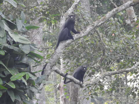 Plancia ëd Cercopithecus nictitans (Linnaeus 1766)