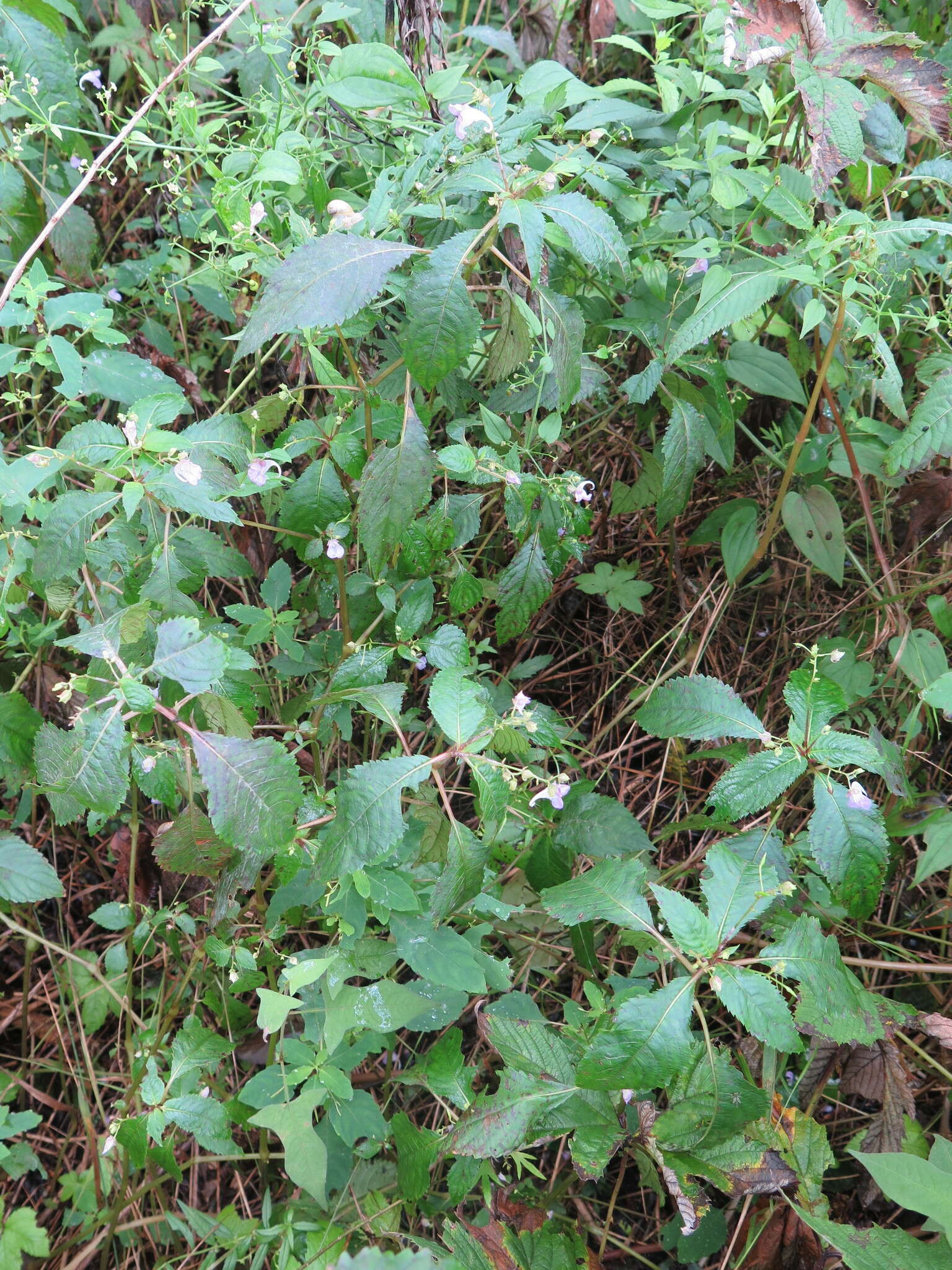 Image de Impatiens furcillata Hemsl. ex Forb. & Hemsl.