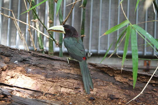 Image of Ivory-billed Aracari