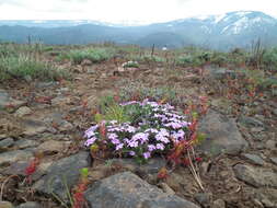 Imagem de Phlox diffusa Benth.