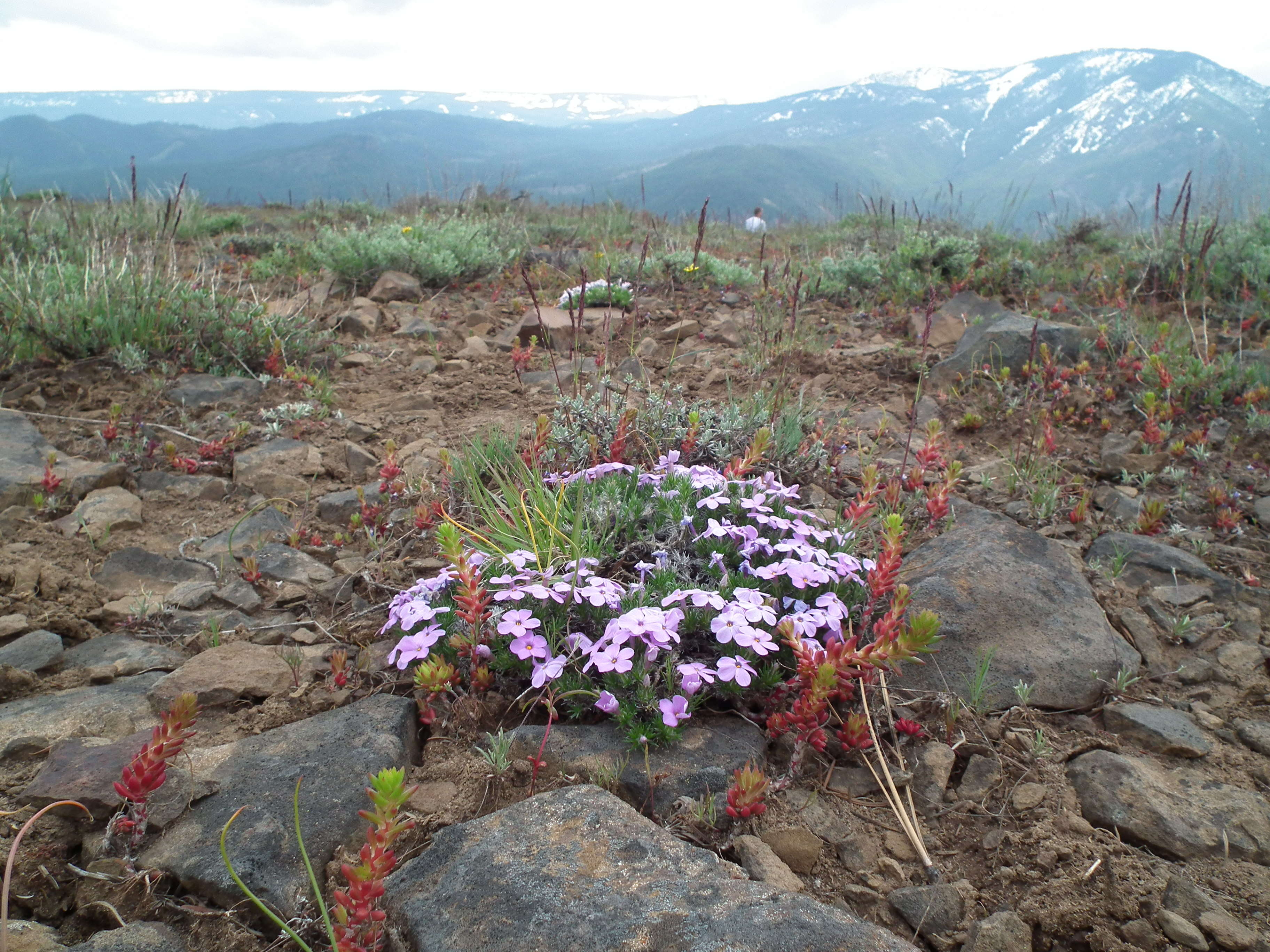 Imagem de Phlox diffusa Benth.