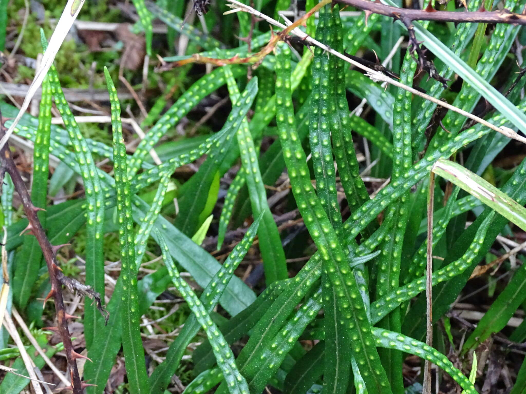 Image de Lepisorus pseudoussuriensis Tag.