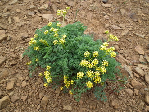 Image of Gray's biscuitroot