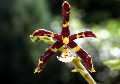 Image of Phalaenopsis mannii Rchb. fil.