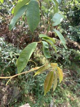 Image of Nothocissus hypoglauca (A. Gray) Latiff