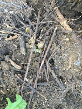 Image of Common Desert Centipede