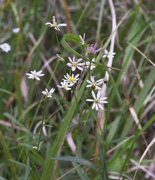 Imagem de Aster rugulosus Maxim.