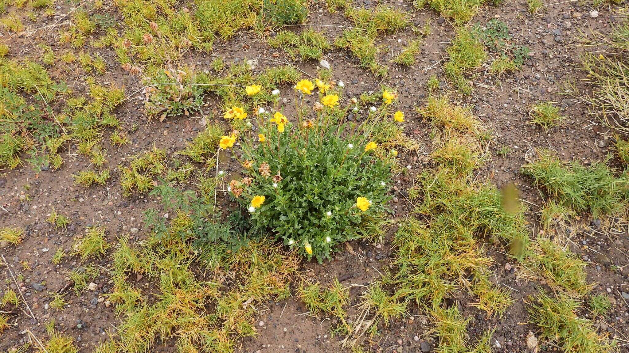 Image of Grindelia patagonica A. Bartoli & R. D. Tortosa