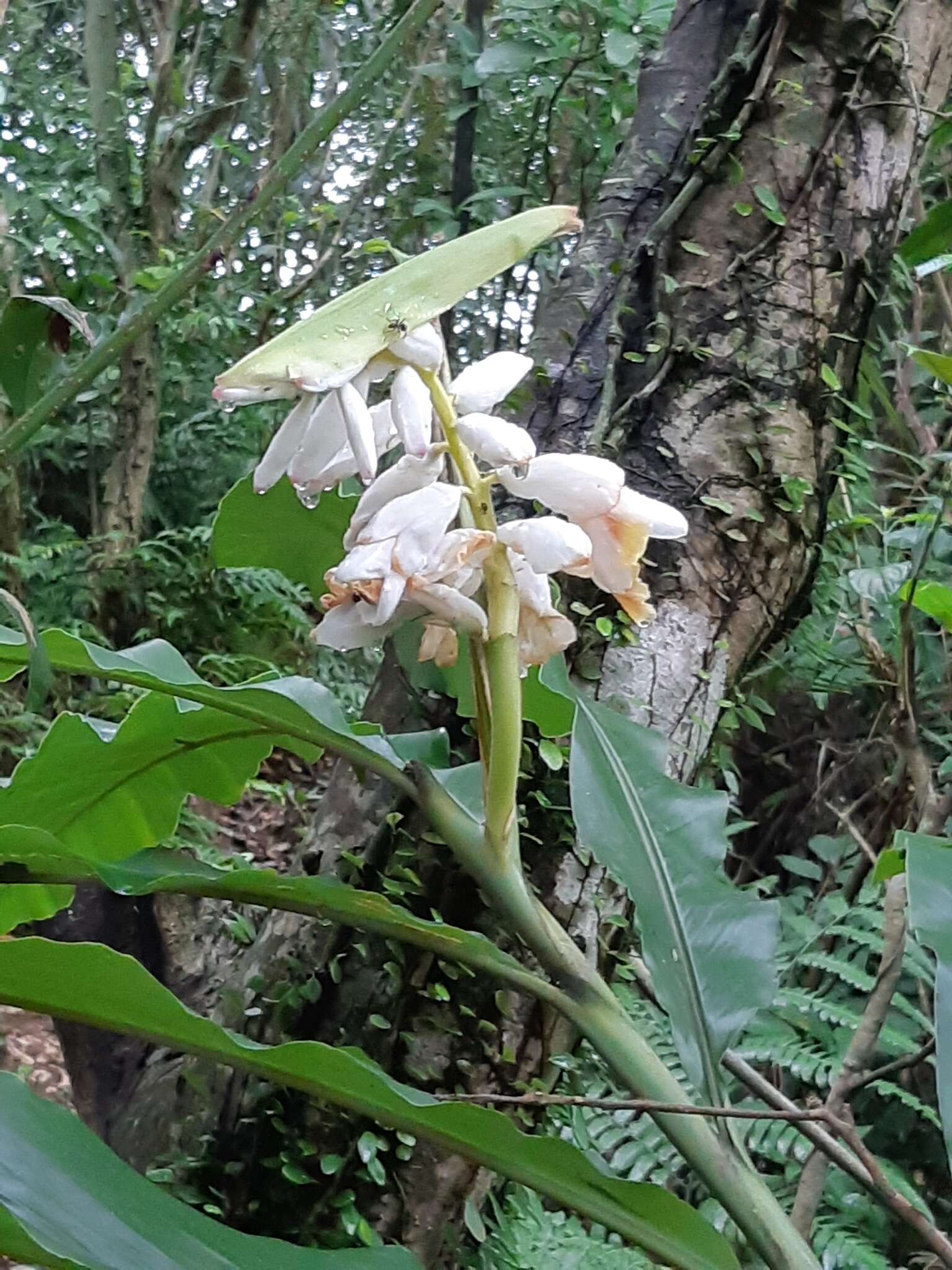 Image of Alpinia uraiensis Hayata