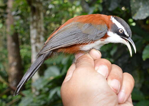 Imagem de Pomatorhinus bornensis