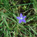 Image of Campanula ramosissima Sm.