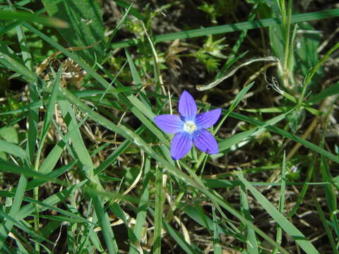 Imagem de Campanula ramosissima Sm.