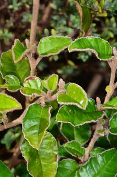 Image of Pomaderris paniculosa subsp. paralia N. G. Walsh