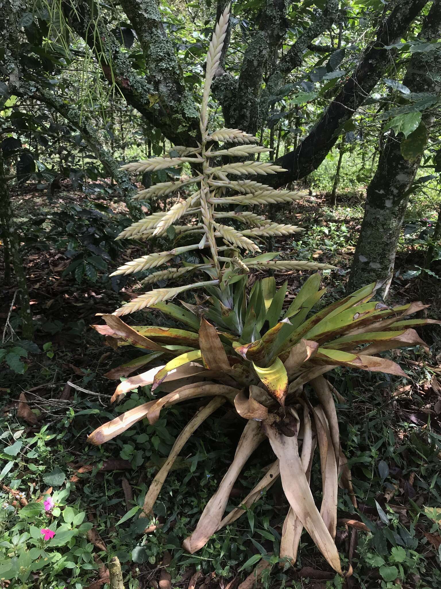 Image of Tillandsia fendleri Griseb.