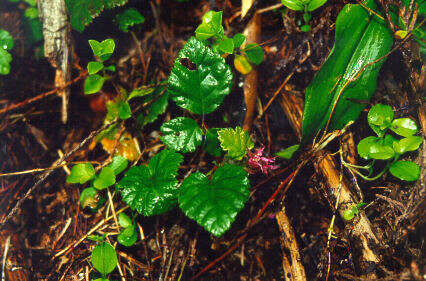 Image of snow raspberry