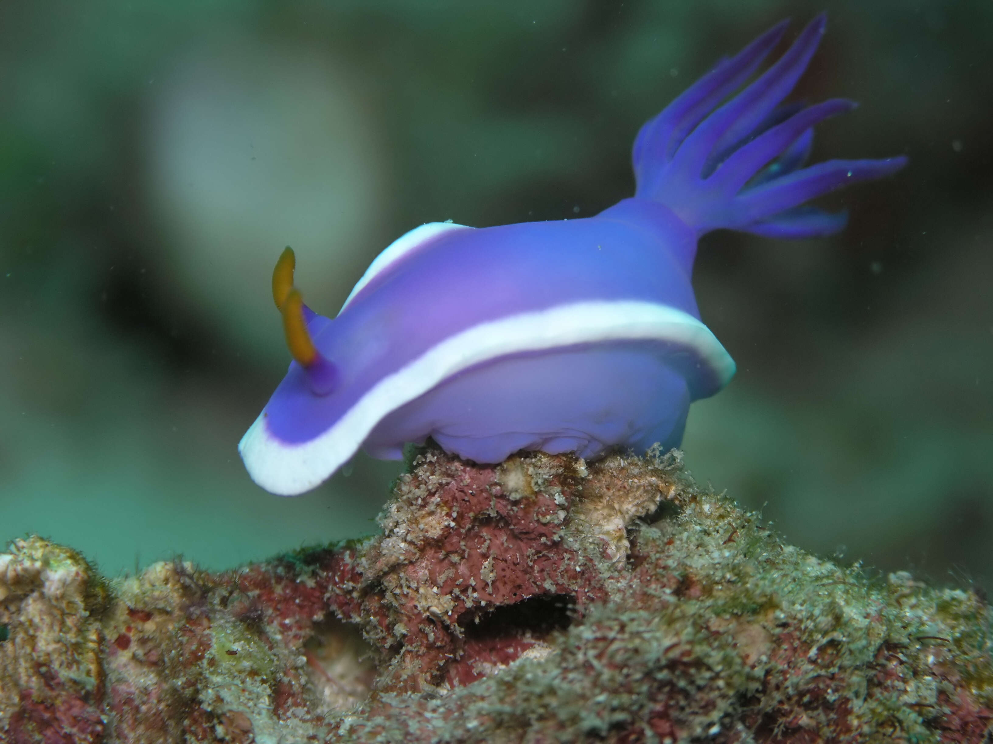 Sivun Hypselodoris Stimpson 1855 kuva