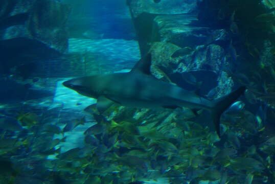 Image of Oceanic Whitetip Shark