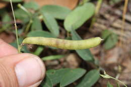 Image of Galactia tenuiflora var. lucida Baker