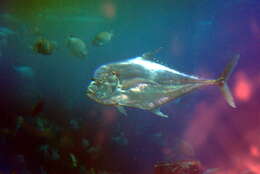 Image of Indian threadfish