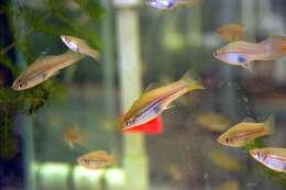 Image of Green swordtail