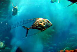 Image of African Pompano