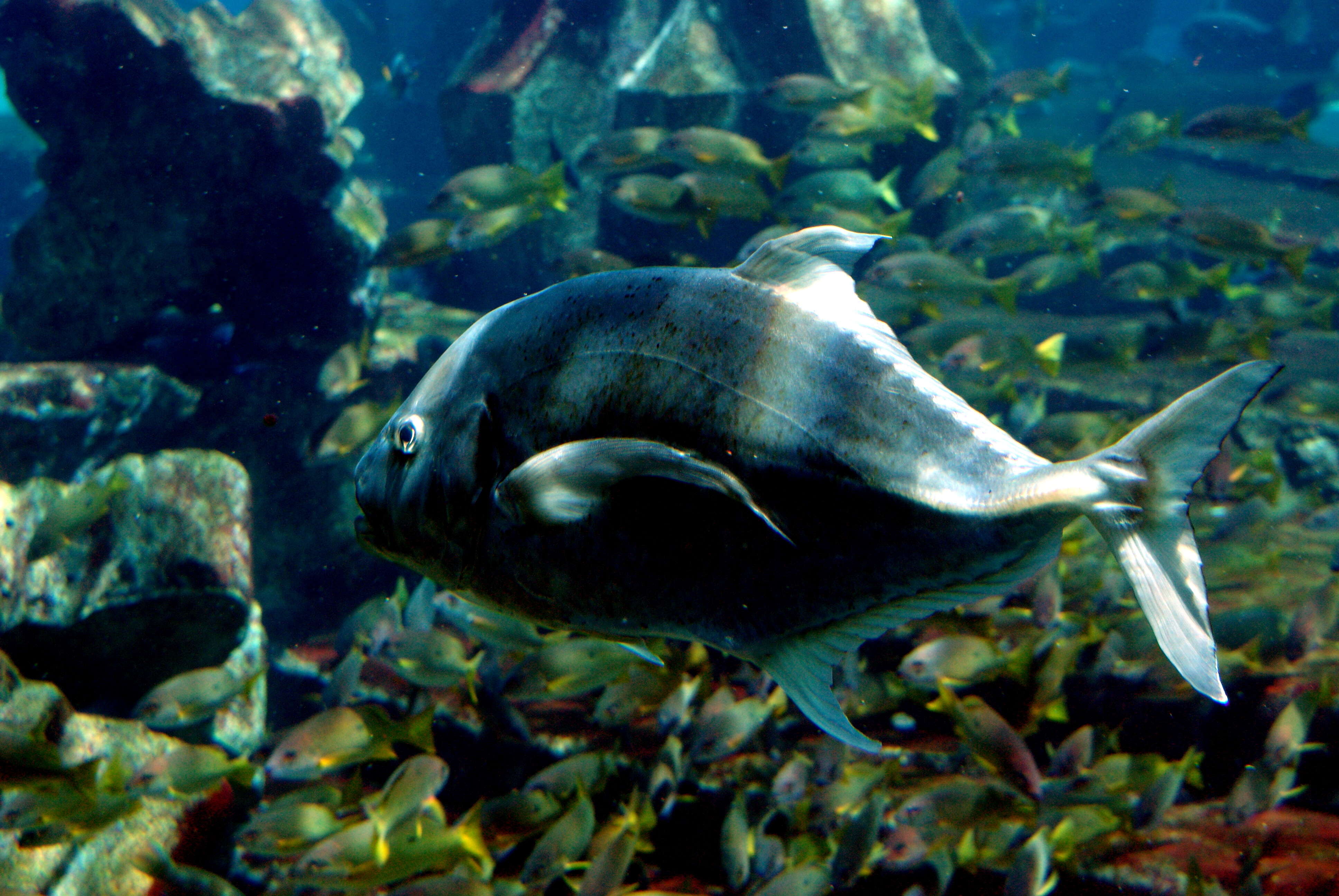 Image of Longnose trevally