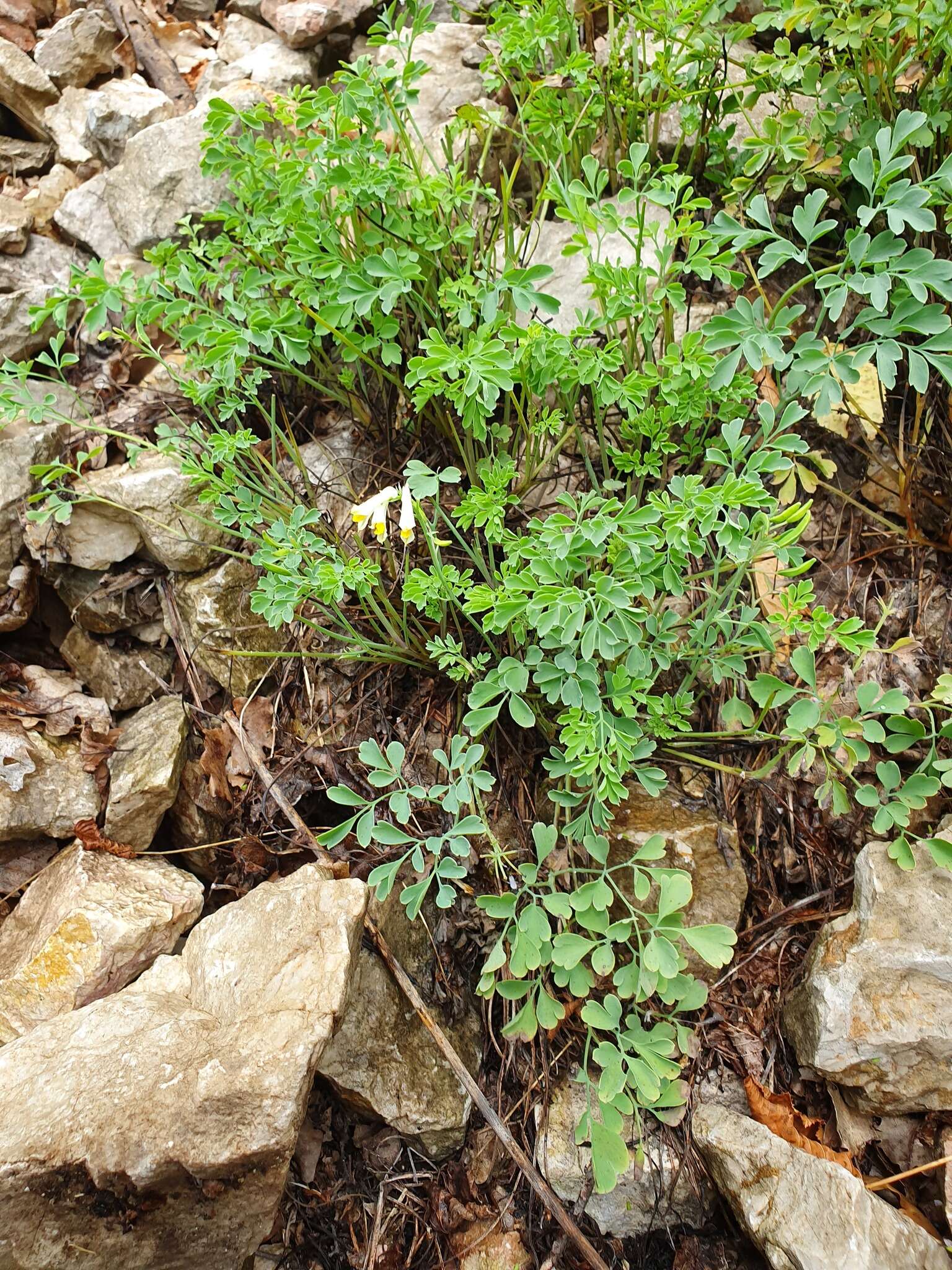 Image of pale corydalis