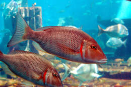 Image of Lethrinus