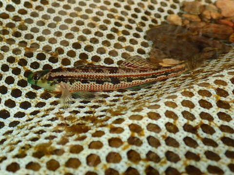 صورة Etheostoma barrenense Burr & Page 1982