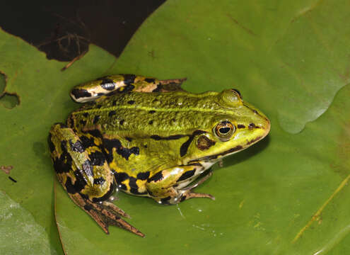 صورة Pelophylax esculentus