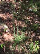 Image of meadow garlic