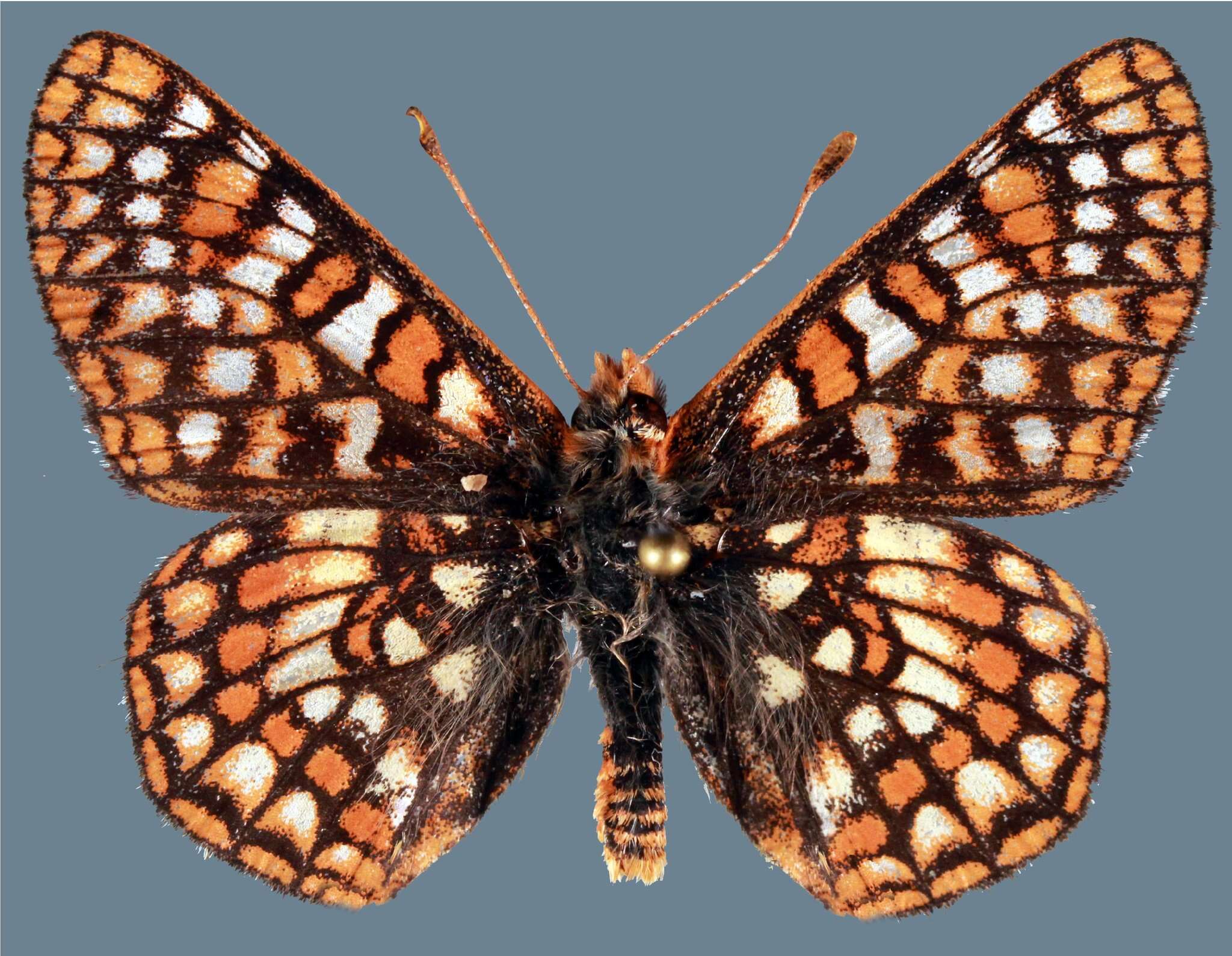 Euphydryas anicia alena W. Barnes & Benjamin 1926的圖片