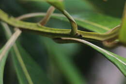 Image of Ocotea aurantiodora (Ruiz & Pav.) Mez