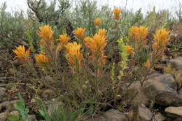 Image of acute Indian paintbrush