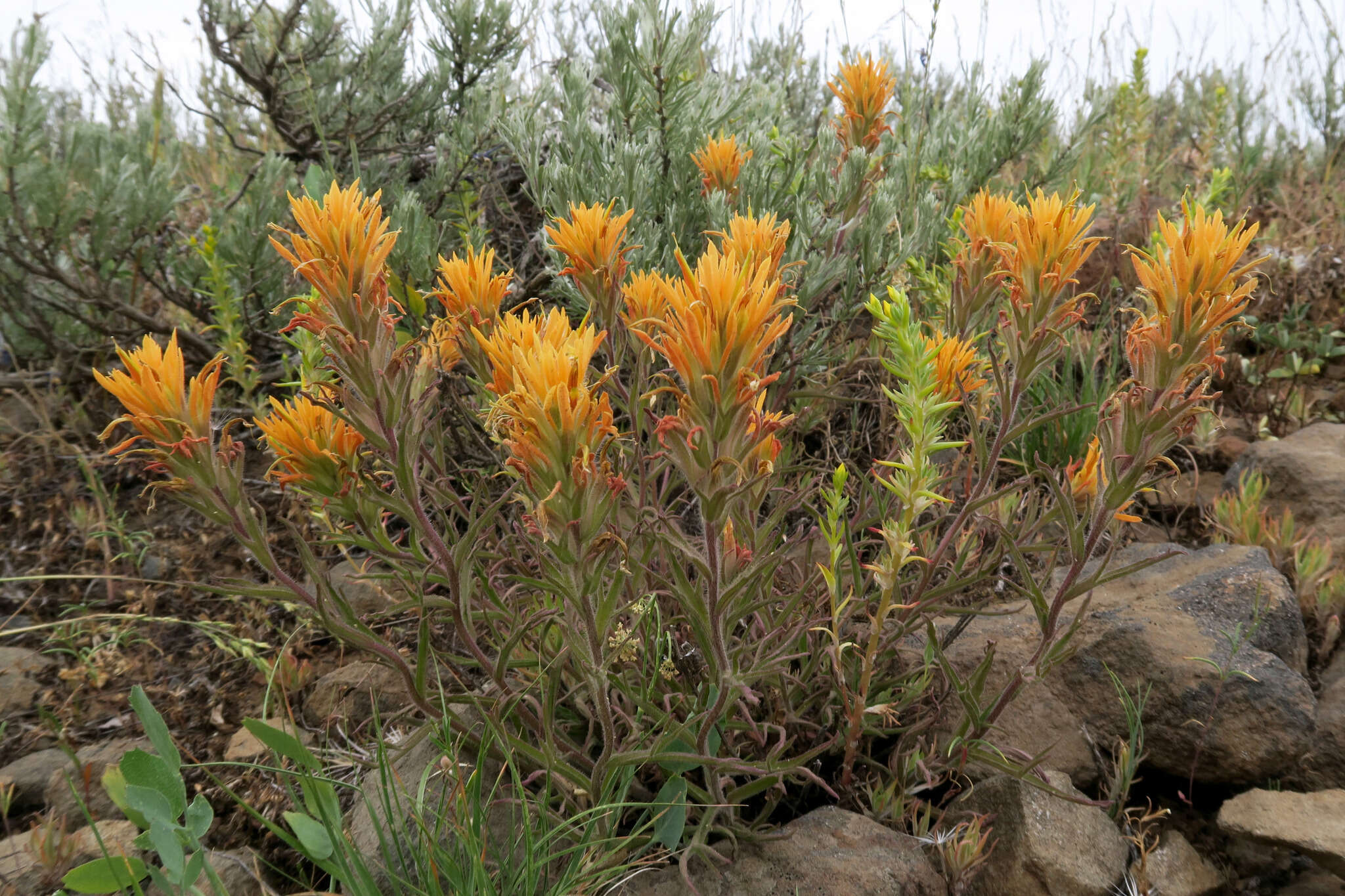 Image of acute Indian paintbrush