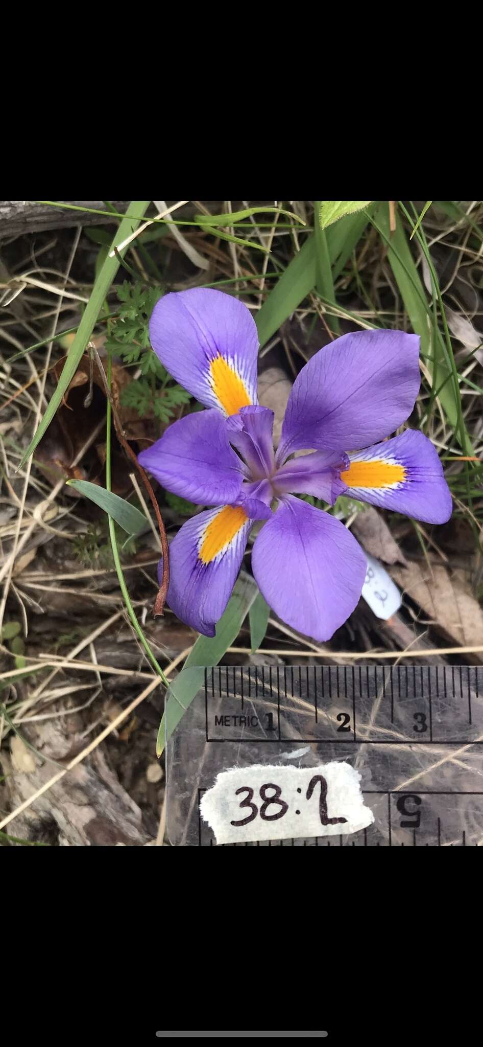 Sivun Iris verna var. smalliana Fernald ex M. E. Edwards kuva