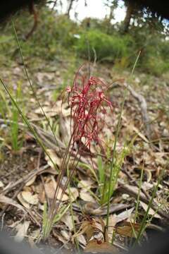 Image of Caladenia erythronema A. P. Br. & G. Brockman