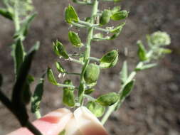 Image of field pepperweed