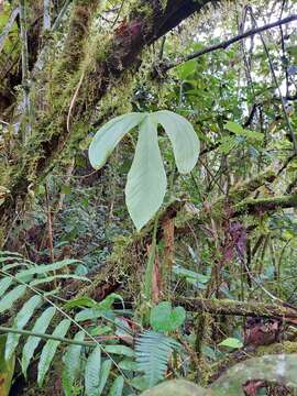 Image of Anthurium alatum Engl.