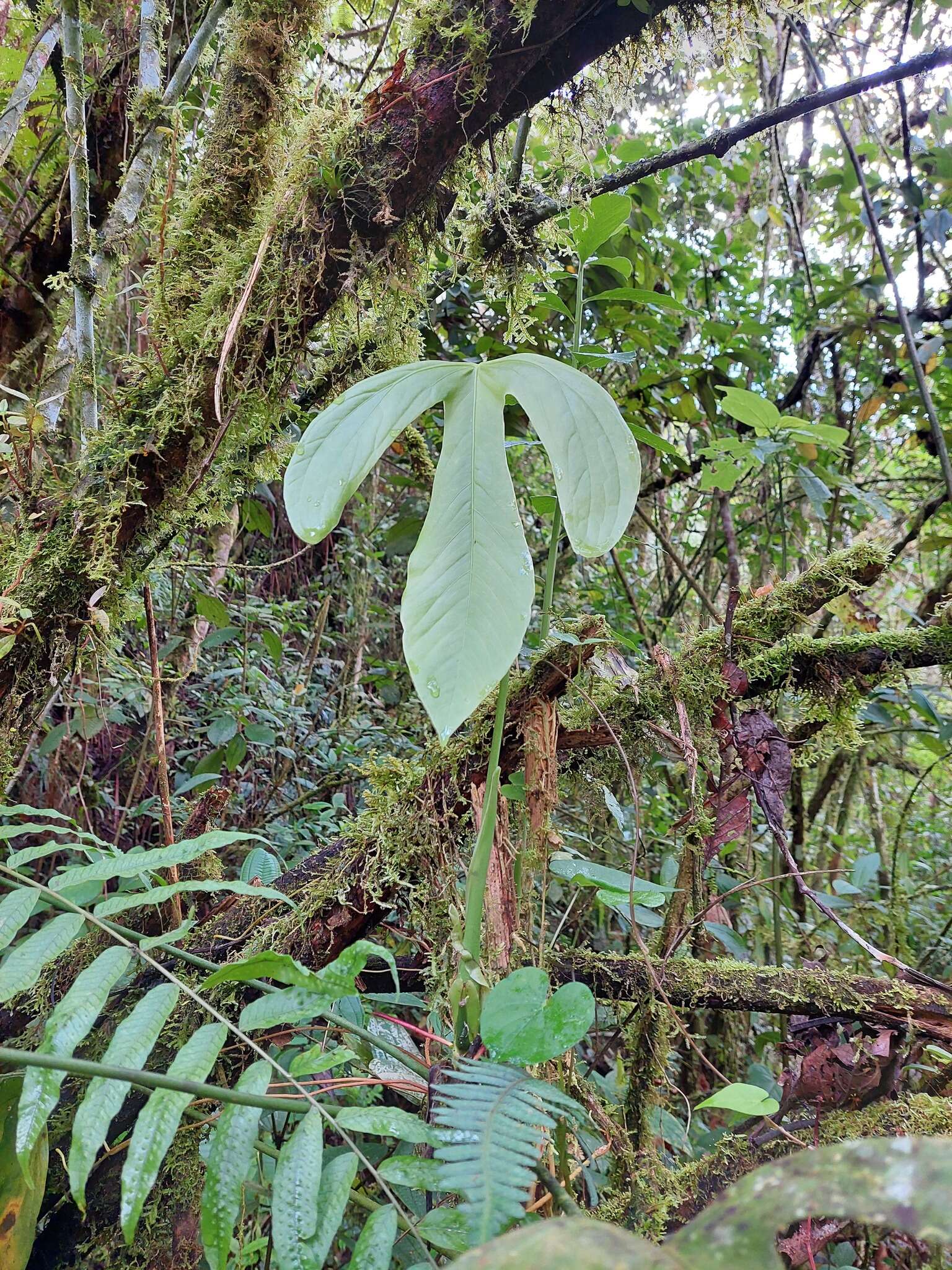 Image of Anthurium alatum Engl.