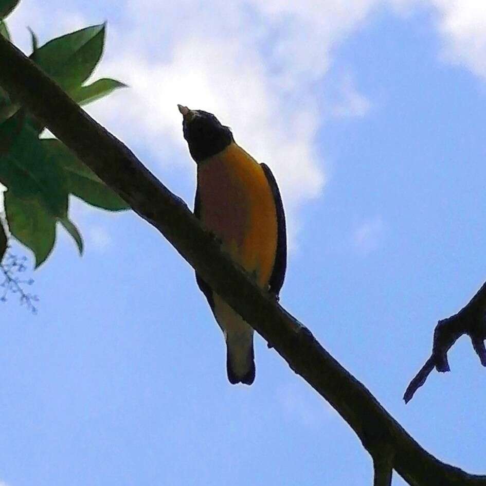 Image of Euphonia godmani