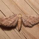 Image of Idaea infirmaria Rambur 1833