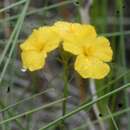 Image de Piriqueta cistoides subsp. caroliniana (Walter) M. M. Arbo