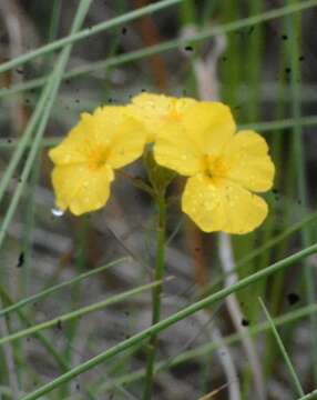 Image of pitted stripeseed