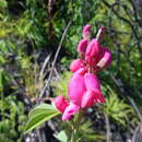 Image of Hypocalyptus coluteoides (Lam.) R. Dahlgren