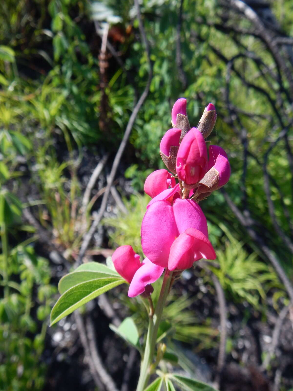 Plancia ëd Hypocalyptus coluteoides (Lam.) R. Dahlgren