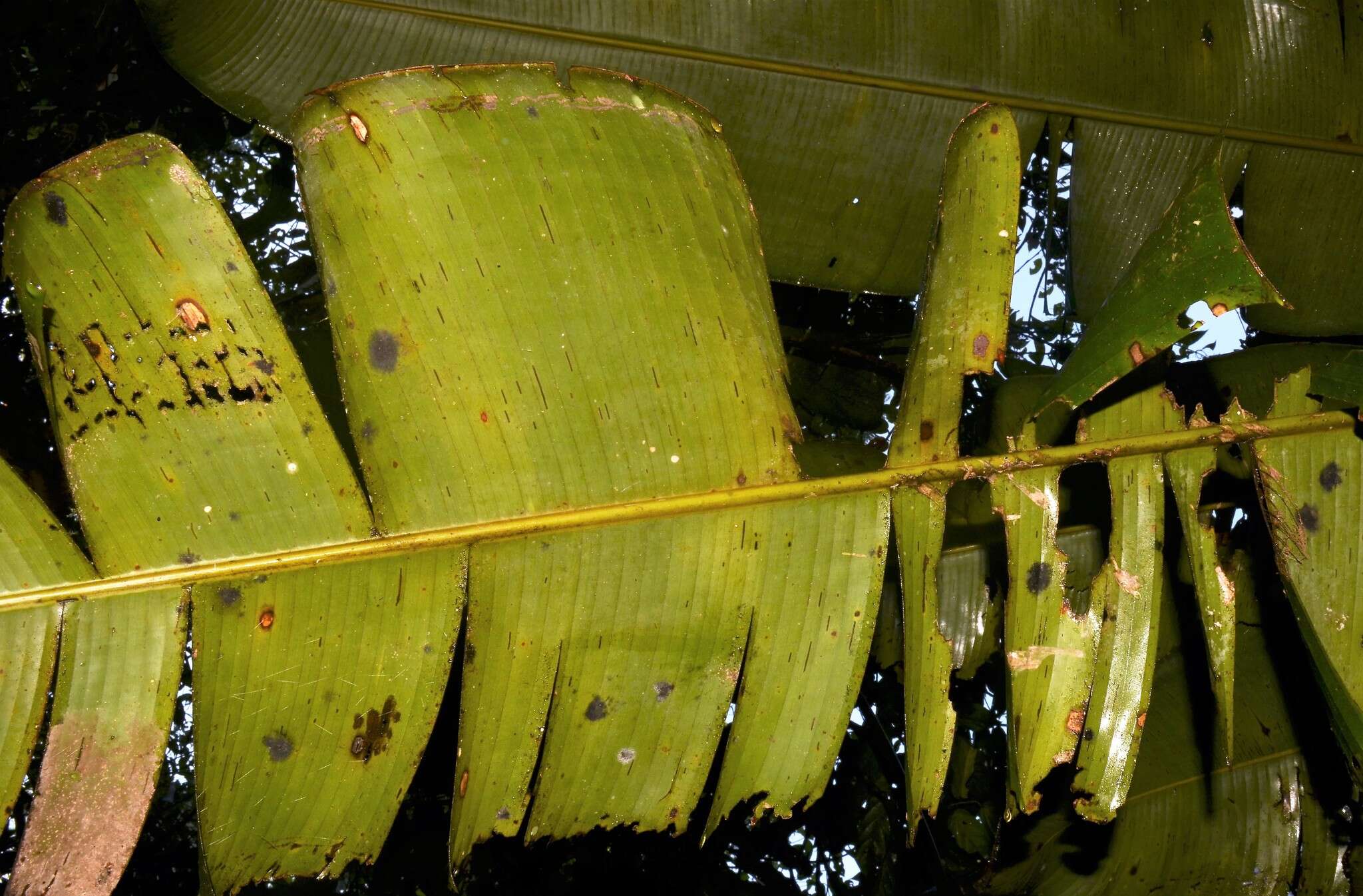 Image of Heliconia vellerigera Poepp.