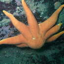 Solaster endeca (Linnaeus 1771) resmi