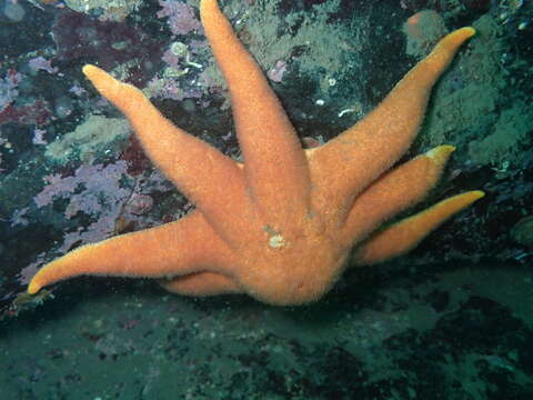 Solaster endeca (Linnaeus 1771) resmi